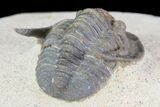 Sculptoproetus Trilobite - Excellent Example #66907-4